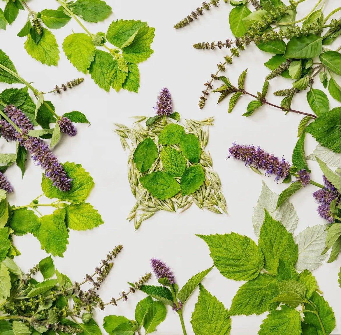 Sacred Blossom Farm Loose Leaf Herbal Tea - Assorted Varieties