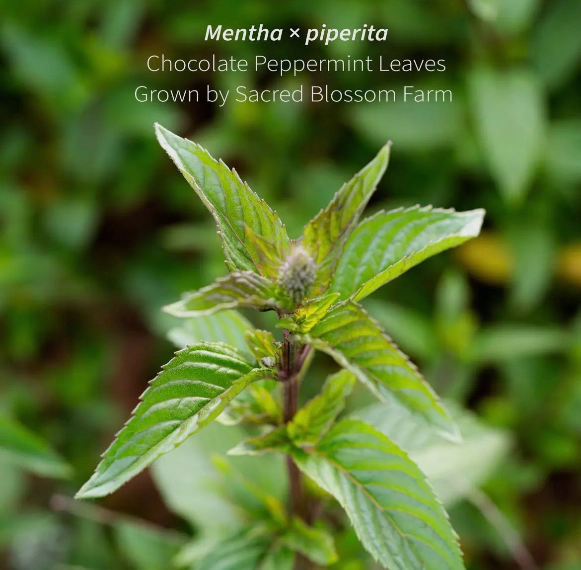 Sacred Blossom Farm Loose Leaf Herbal Tea - Assorted Varieties